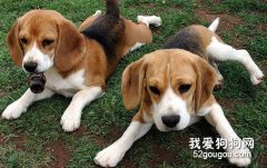 比格犬的養育