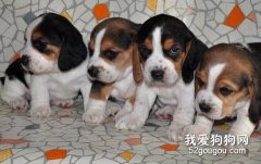 比格犬飼養管理要點