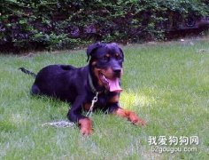 羅威納犬美容必備工具