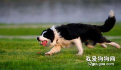 邊境牧羊犬的運動及訓練