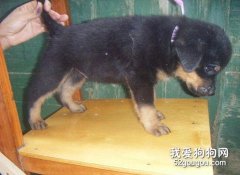 羅威納犬梳毛的方法