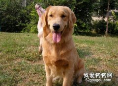 金毛平時的護理