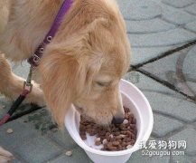 狗狗喂食基本原則