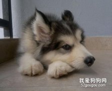 一般寵物疾病時的家庭看護