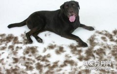 關于狗狗掉毛問題