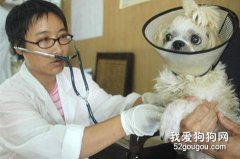 關于狗狗疾病的預后處理