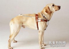 保護拉布拉多髖關節