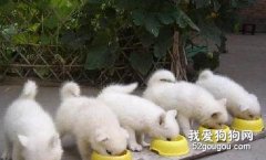 注意愛犬的飲食均衡！