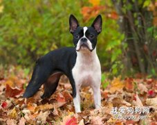 如何飼養波士頓犬？