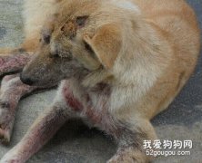 傳染病患犬的護理