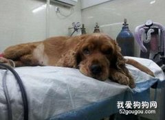 對待寵物生病的誤區