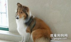 哪些寵物皮膚病具有遺傳性？