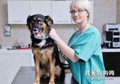 寵物醫生實驗診斷臨床中的應用