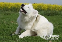寵物常見寄生蟲