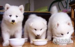 狗狗的家庭飲食習慣