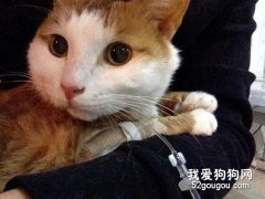 如何診治貓溶血性黃疸？