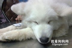 犬病的護理工作