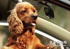 寵物有什么樣的坐車忌諱？
