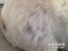 細談維生素與狗狗皮膚病的對癥治療