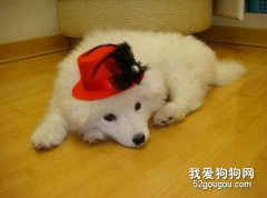 寵物狗嘔吐的自我診斷