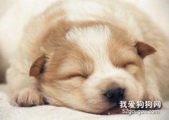 新犬飼養注意