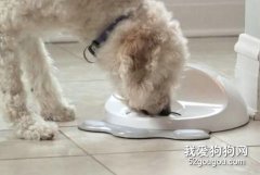 你知道喂狗狗的技巧嗎？