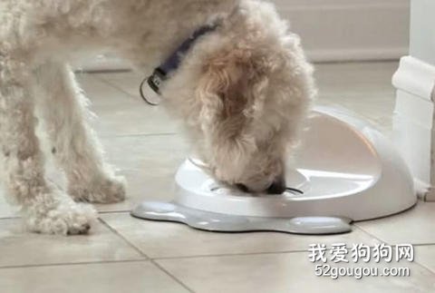 喂養狗狗技巧