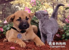 怎么樣才能讓寵物們和平共處？