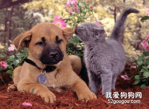 寵物和平相處