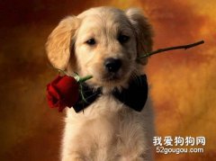 居家寵物的美容護理