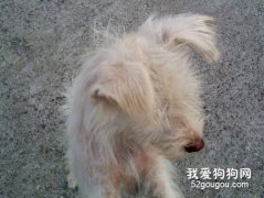 解析寵物犬脫毛原因與防治