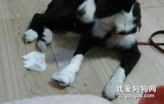 寵物意外傷害的急救