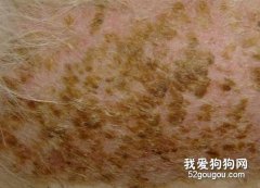 寵物螨蟲皮膚病治療