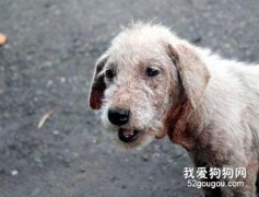 辨別“疥蘚或疥螨”的寵物皮膚傳染病