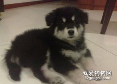 犬類疾病的防治