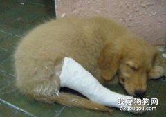 有關狗狗血流不止的急救方法
