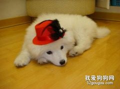 狗嘔吐癥狀的自我診斷