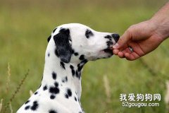 你知道喂狗狗的技巧嗎
