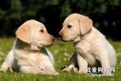 寵物公狗和雌狗誰更易飼養?