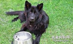 犬胃擴張的癥狀與治療