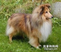 飼養柯利牧羊犬會遭遇到的問題