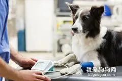 怎样在家里给宠物狗做体检？