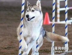 哈士奇的訓練