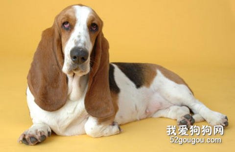狗狗抑郁癥