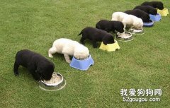 科學飼喂你的愛犬