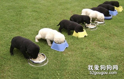 飼喂愛犬