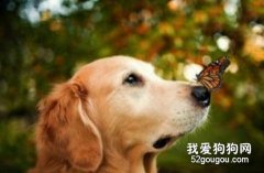 專家幫你支招如何給寵物拍照