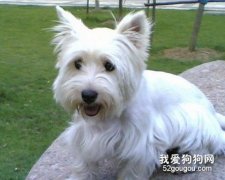 西高地白梗的頭部美容養護