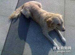愛犬被毛養護知識