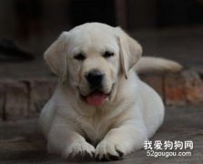 如何培養一條誠實的幼犬？
